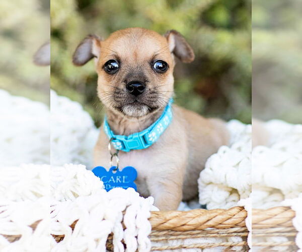 Medium Photo #4 Chihuahua-Unknown Mix Puppy For Sale in Corona, CA, USA