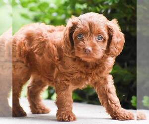 Cavapoo Puppy for sale in LITITZ, PA, USA