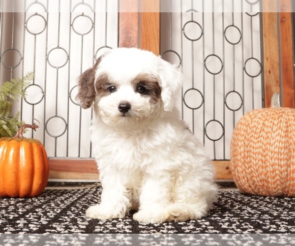 Medium Photo #2 Poodle (Miniature) Puppy For Sale in NAPLES, FL, USA