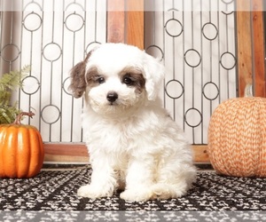 Medium Poodle (Miniature)