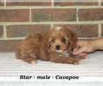 Small #3 Cavapoo