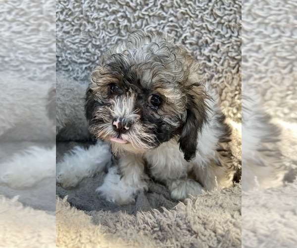 Medium Photo #52 Zuchon Puppy For Sale in RENO, NV, USA