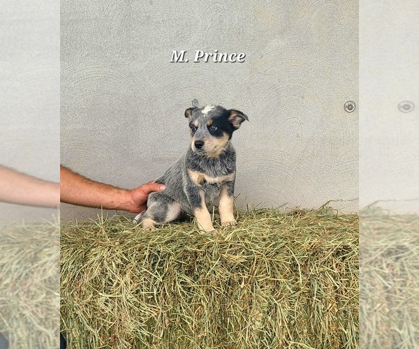 Medium Photo #3 Australian Cattle Dog Puppy For Sale in NATHALIE, VA, USA