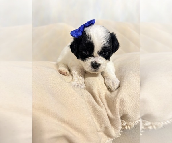 Medium Photo #6 Shih Tzu Puppy For Sale in LANCASTER, CA, USA