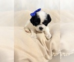 Small Photo #9 Shih Tzu Puppy For Sale in LANCASTER, CA, USA