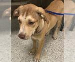 Small Labrador Retriever Mix