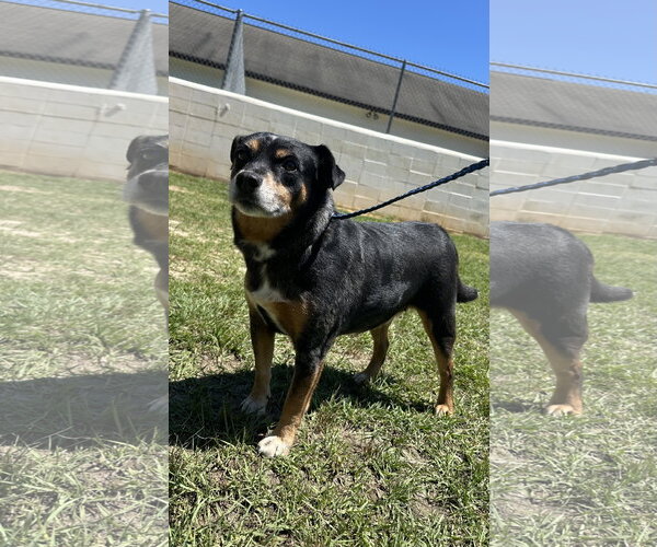 Medium Photo #2 Chihuahua-Unknown Mix Puppy For Sale in Rockaway, NJ, USA