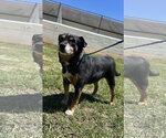 Small #1 Chihuahua Mix