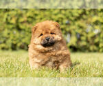 Puppy 5 Chow Chow