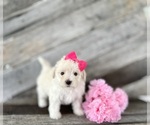 Puppy Lilly Bichpoo