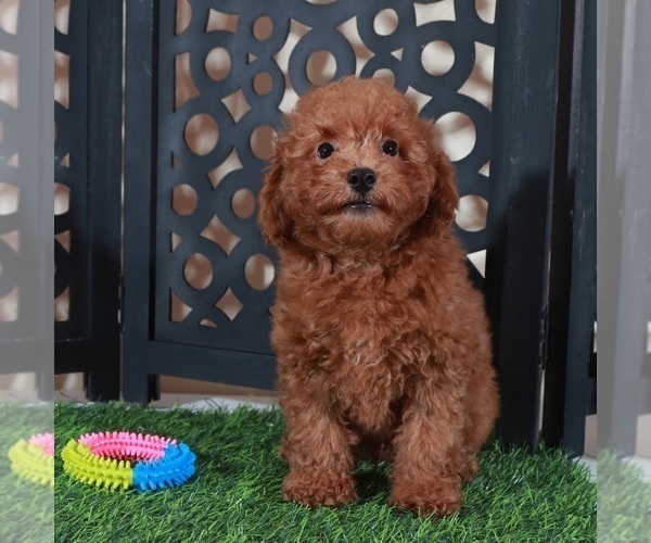 Medium Photo #4 Poodle (Miniature) Puppy For Sale in MOUNT VERNON, OH, USA