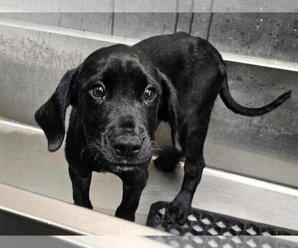 Medium Photo #4 Labrador Retriever-Unknown Mix Puppy For Sale in Rockwall, TX, USA