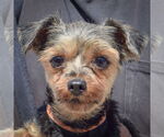 Small #4 Mutt