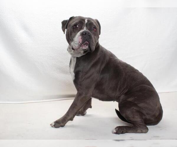 Medium Photo #2 Staffordshire Bull Terrier-Unknown Mix Puppy For Sale in Burbank, CA, USA