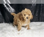 Small Photo #4 Maltipoo Puppy For Sale in WARSAW, IN, USA