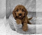 Small #3 Goldendoodle (Miniature)