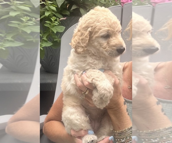 Medium Photo #10 Goldendoodle mix (+ Poodle Standard) Puppy For Sale in HATTIESBURG, MS, USA