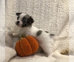Sky - Female Chihuahua Puppy for Sale - Photo #2