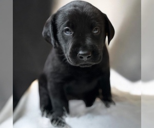 Labrador Retriever Puppy for sale in NEOLA, WV, USA
