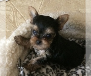Yorkshire Terrier Puppy for sale in SAN JOSE, CA, USA