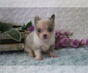 Chihuahua Puppy for Sale in FORT LAUDERDALE, Florida USA