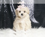 Puppy Persia F1 Maltipoo