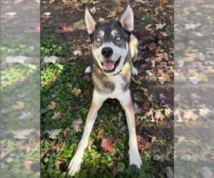 Niles - Male Mutt Dog for Adoption - Photo #2