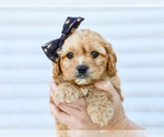 Small Photo #16 Cavapoo (Miniature) Puppy For Sale in LIBERTY, KY, USA