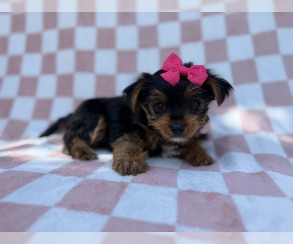 Medium Photo #4 Yorkshire Terrier Puppy For Sale in LAKELAND, FL, USA