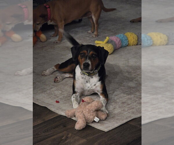 Medium Photo #3 Beagle-Unknown Mix Puppy For Sale in Mooresville, NC, USA
