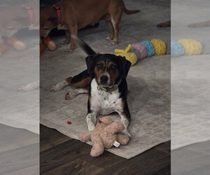 Henry - Male Beagle-Unknown Mix Dog for Adoption - Photo #3
