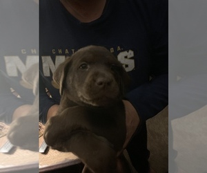 Labrador Retriever Puppy for sale in CHATTANOOGA, TN, USA