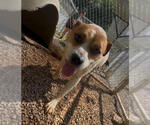 Small Bulldog Mix