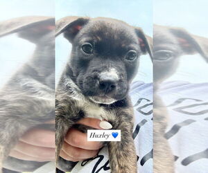 American Pit Bull Terrier-American Staffordshire Terrier Mix Dogs for adoption in Wenonah, NJ, USA