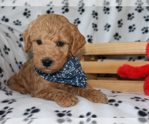 Goldendoodle (Miniature) Puppy for sale in GIRARD, KS, USA