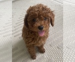 Small Photo #14 Poodle (Miniature) Puppy For Sale in INDIAN TRAIL, NC, USA