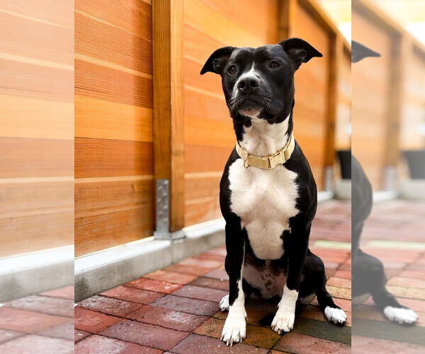 Medium Photo #16 American Pit Bull Terrier-Labrador Retriever Mix Puppy For Sale in Dana Point, CA, USA