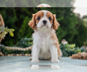Medium Cavalier King Charles Spaniel