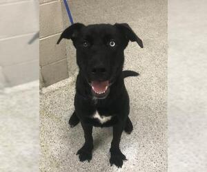 Labsky Dogs for adoption in Conroe, TX, USA