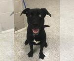 A432748 - Male Labsky Dog for Adoption - Small photo