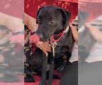 Small #3 Labrador Retriever-Spaniel Mix