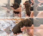 Small #3 Poodle (Standard)