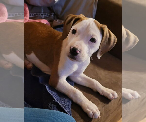 Medium Photo #15 Mutt Puppy For Sale in Spotsylvania, VA, USA
