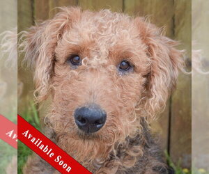 Airedale Terrier Dogs for adoption in Huntley, IL, USA