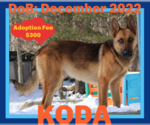 Small #1 German Shepherd Dog