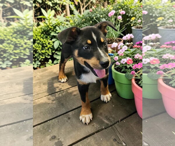 Medium Photo #14 Mutt Puppy For Sale in McKinney, TX, USA
