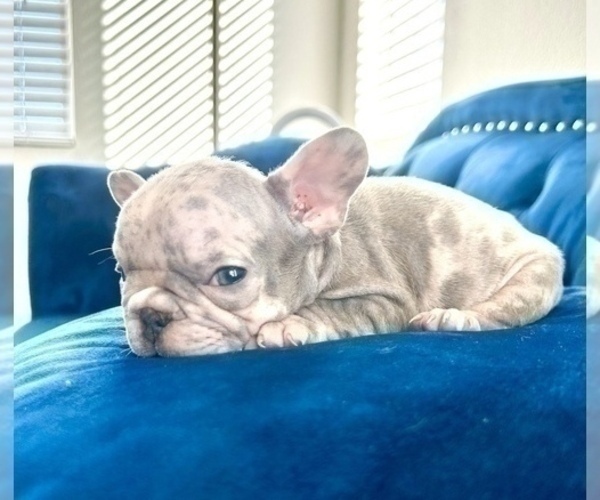 Medium Photo #2 French Bulldog Puppy For Sale in ANCHORAGE, AK, USA