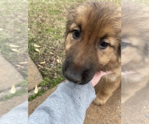 German Shepherd Dog-Goberian Mix Puppy for sale in MAUMELLE, AR, USA