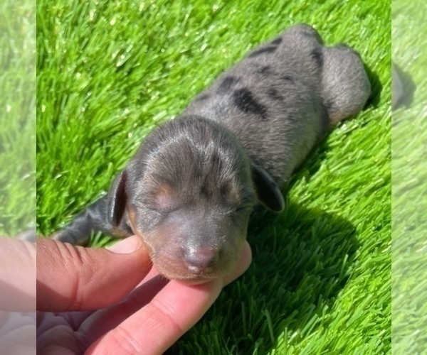 Medium Photo #8 Dachshund Puppy For Sale in FOYIL, OK, USA