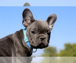 French Bulldog Puppy for sale in METUCHEN, NJ, USA